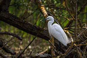 Egretta